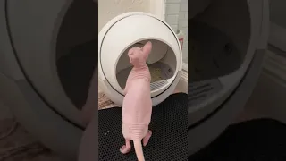 Автоматический туалет для кошек Petree