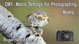 OM1 -  Macro Settings for Photographing Moths using the 60mm Macro Lens
