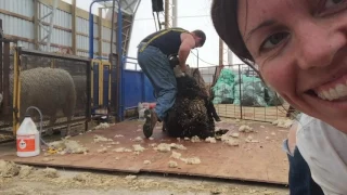 Shearing Sheep.   |  Vlog 18