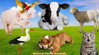 Farm Animal Moments: Pig, Cow, Dog, Cat, Parrot, Sheep, Stork  - Animal videos