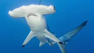 2023 January Cocos island diving with Aggressor 4K HDR Dolby Vision