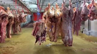 Visite du marché de Rungis - Partie 1: le secteur des viandes