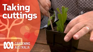 Softwood, hardwood and semi-hardwood cuttings | Gardening 101 | Gardening Australia