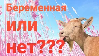 4 ноября 2021.Беременная или нет//Как  я  определяю беременность у козы//Покрыта или не покрыта.