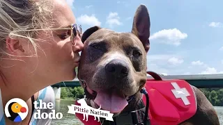 Pit Bull Returned 3 Times Finally Walks Out Of The Shelter One Last Time | The Dodo Pittie Nation