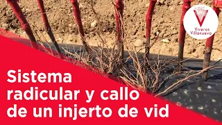 Sistema radicular y callo de un injerto de vid: Viveros Villanueva