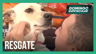 Resgate de cachorra ilhada durante enchente emociona o país