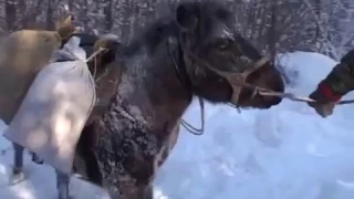 Russia  Hunting in taiga A bears den