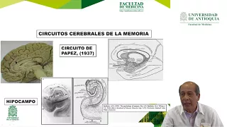 Síndromes neuropsicológicos - Dr. David A. Pineda