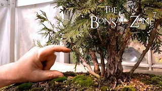 Pruning Three Different Cedar Bonsai, Part 2  The Bonsai Zone, April 2020