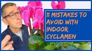 Indoor Cyclamen: 11 Mistakes to AVOID!
