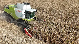 CLAAS LEXION 750TT bei der Körnermais Ernte / APG GRASSAU / 4K