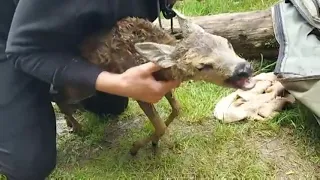 Hero Jumps Into River And Saves Drowning Baby Deer
