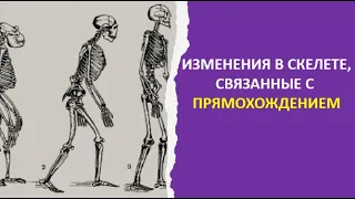 19. Изменения в скелете, связанные с прямохождением