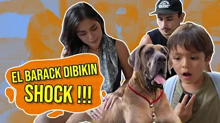 PAPA VINCENT BELI ANJING SCOOBY DOO SETINGGI 2 METER ⁉️