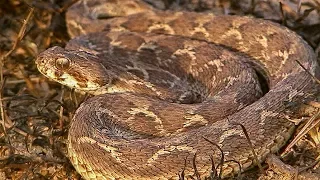 Saw-scaled Viper Makes Incredible Warning Noise before Attacking | Deadly 60 | Earth Unplugged