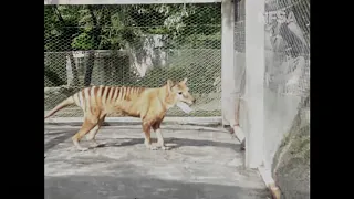 Tasmanian Tiger - Last known Thylacine footage from 1935 shown in colour.