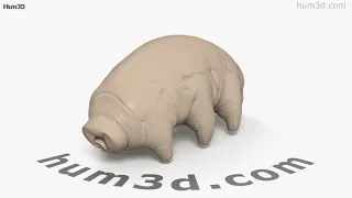 Tardigrade HD 3D model by Hum3D.com