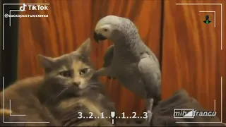 Попугай угрожает коту