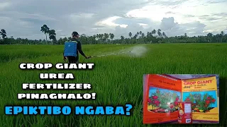 Rice farm, crop giant mix urea fertilizer,, epiktibo ba?