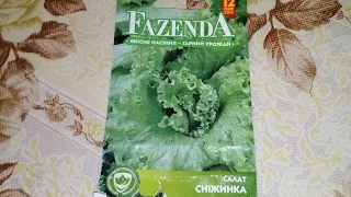 Салат Снежинка от Fazenda, вырос очень красивый салат.