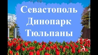 Тюльпаны в Динопарке. Севастополь.