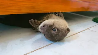 Binotter feels jealous of kitten coin when being hugged by daddy