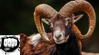 Top 10 Amazing Horns In The Animal Kingdom