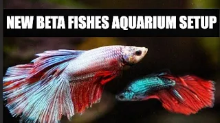 New Betta Fish Aquarium Setup