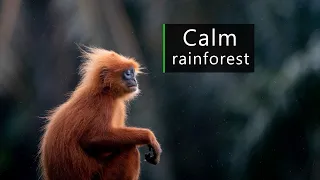 Calm atmosphere in the Borneo rainforest