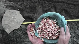 Выращивание арахиса. Посев арахиса пророщенными семенами. Арахис часть 2.