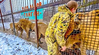 Олег Зубков дает интервью Вестям России, а я служу ПРИМАНКОЙ для ЛЬВОВ!