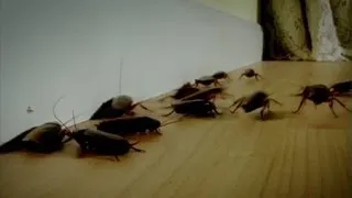 Sitting On Roaches | Infested!