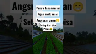 Tanaman Cocok Buat Yg Punya Angsuran,Karena Setiap Hari Panen