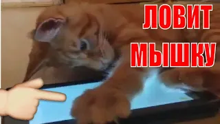 Кошка ловит мышку в планшете Мейн Кун Ариша The cat catches a mouse in the tablet Maine Coon Arish