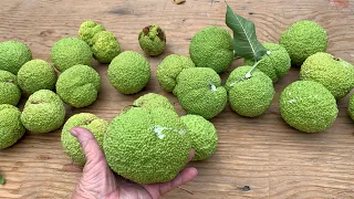 Hedge balls, horse apples, brains?  What are these things
