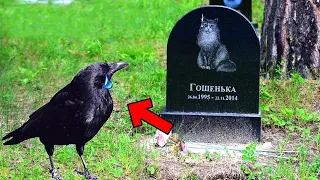 Raven Came to the Funeral of his Best Friend, but what happened next ...