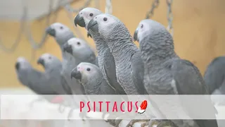 Psittacus Catalonia, instalaciones de incubación artificial y nursería de loros grises