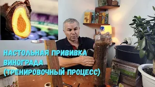 Настольная прививка винограда (тренировочный процесс)