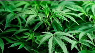 Decriminalize Marijuana; Weed possession as a $1 fine