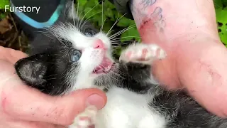 Hungry Lonely Kitten Saved on a Rainy Day 😨🥺😢