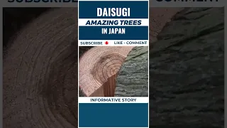 Daisugi | Daisugi technique in Japan | Daisugi amazing trees | informative story #shorts | #ytshorts