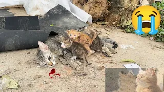 The kitten cried for help trying to wake up her mother cat, but the poor mother cat did not respond!