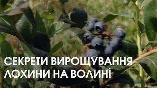 Як зробити бізнес на лохині: поради з волинського підприємства