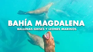 CONVIVIMOS CON BALLENAS GRISES Y NADAMOS CON LOBOS MARINOS EN BAHÍA MAGDALENA B.C.S.