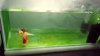 Tri colour goldfish