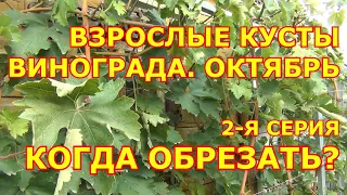 ч 2. Когда ОБРЕЗАТЬ взрослые кусты ВИНОГРАДа осенью