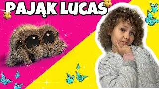 Pająk Lucas i szalone króliki - Odcinki Kalinki