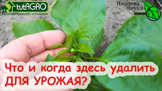 НИКОГДА НЕ УДАЛЯЙТЕ, ПОКА НЕ ПОСМОТРИТЕ ЭТО ВИДЕО! Проверено на ОПЫТЕ! Поступите ИМЕННО ТАК!