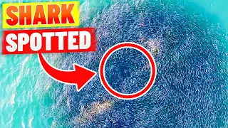 Cool Drone Footage of Shark in MASSIVE Bait Ball